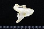 Northern Gannet (Cervical Vertebrae 3 (Axial) - Right)