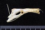Arctic Tern (Thoracic Vertebrae Last (Penultimate) (Axial) - Right)