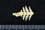 Arctic Tern (Caudal Vertebrae Middle (Axial) - Dorsal)