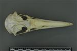 Black-footed Albatross (Cranium (Axial) - Dorsal)