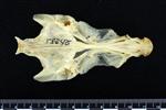 Alaska Pollock (Cervical Vertebrae 1 - Atlas (Axial) - Ventral)