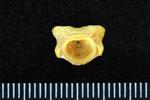Black Rockfish (Cervical Vertebrae 1 - Atlas (Axial) - Caudal)