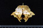 Black Rockfish (Frontal (Axial) - Cranial)