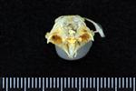 Pacific Herring (Basioccipital (Axial) - Cranial)