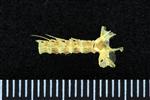 Candlefish (Cervical Vertebrae 1 - Atlas (Axial) - Dorsal)