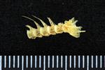 Candlefish (Cervical Vertebrae 1 - Atlas (Axial) - Right)