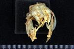 Lake Whitefish (Opercle (Axial) - Cranial)