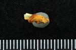 Lake Whitefish (Supraoccipital (Axial) - Right)