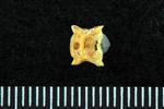Pacific Sandfish (Cervical Vertebrae 1 - Atlas (Axial) - Ventral)