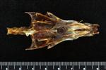 Chub Mackerel (Cervical Vertebrae 1 - Atlas (Axial) - Dorsal)