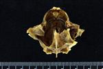 Black Rock Fish (Supraoccipital (Axial) - Caudal)