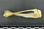 American Beaver (Tibia (Right) - Lateral)