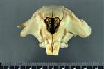 American Beaver (Cranium (Axial) - Cranial)