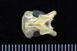 Common Goldeneye (Cervical Vertebrae 3 (Axial) - Ventral)