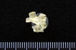 Common Goldeneye (Cervical Vertebrae Last (Axial) - Right)