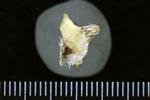 Common Goldeneye (Scapula (Right) - Proximal)
