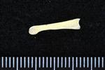 Common Goldeneye (Digit 3, Phalanx 2 (Right) - Medial)