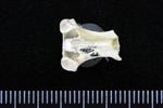 Arctic Loon (Cervical Vertebrae 2 - Axis (Axial) - Ventral)