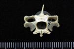 Arctic Loon (Cervical Vertebrae Last (Axial) - Caudal)