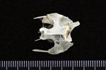 Arctic Loon (Thoracic Vertebrae Middle (Axial) - Ventral)