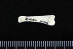 Arctic Loon (Digit 3, Phalanx 3 (Left) - Lateral)