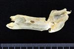Great Blue Heron (Cervical Vertebrae 2 - Axis (Axial) - Left)