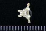 Horned Grebe (Cervical Vertebrae Last (Axial) - Dorsal)