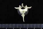 Horned Grebe (Thoracic Vertebrae 1 (Axial) - Cranial)