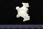Red Tailed Hawk (Thoracic Vertebrae 1 (Axial) - Ventral)