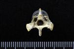 Common Raven or Northern Raven (Cervical Vertebrae 3 (Axial) - Caudal)
