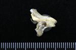 Common Raven or Northern Raven (Cervical Vertebrae 3 (Axial) - Right)