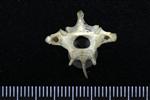 Common Raven or Northern Raven (Thoracic Vertebrae 1 (Axial) - Cranial)