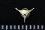 Common Raven or Northern Raven (Caudal Vertebrae Middle (Axial) - Caudal)