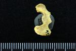 Common Loon (Cervical Vertebrae 1 - Atlas (Axial) - Left)