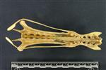 Common Loon (Lumbar Vertebrae Last (Axial) - Ventral)