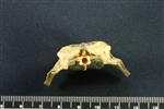 Common Goldeneye (Caudal Vertebrae 1 (Axial) - Cranial)