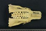 Common Goldeneye (Synsacrum (Axial) - Dorsal)