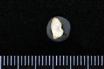 Lesser Scaup (Radial Carpal (Left) - Distal)