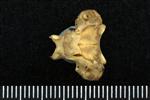 Northern Pintail (Thoracic Vertebrae 1 (Axial) - Ventral)
