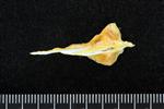 Black Rockfish (Supraoccipital (Axial) - Dorsal)