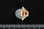 Black Rockfish (Precaudal Vertebrae Middle (Axial) - Ventral)