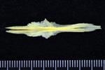Atlantic Tomcod (Parasphenoid (Axial) - Ventral)