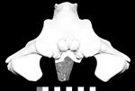 Bowhead Whale (Cranium (Axial) - Caudal)