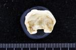 Bearded Seal (Phlanx Proximal (Pes) (Left) - Proximal)