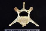 Bearded Seal (Lumbar Vertebrae 1 (Axial) - Cranial)