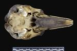 Dall's Porpoise [English] (Cranium (Axial) - Ventral)