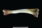 Dall sheep (Tibia (Left) - Lateral)