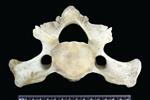 Dall sheep (Cervical Vertebrae 3 (Axial) - Cranial)
