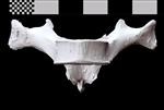 Bowhead Whale (Thoracic Vertebrae 6 (Axial) - Ventral)