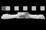Bowhead Whale (Lumbar Vertebrae 1 (Axial) - Ventral)